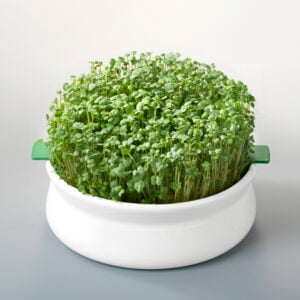 Vas de ceramica cu sita pentru germinare seminte mucilaginoase Germline